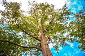 Best Fruit Tree Pruning  in Clinton, MD