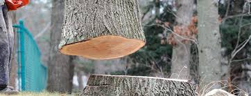 Best Commercial Tree Services  in Clinton, MD