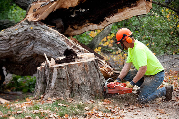 Best Tree Disease Treatment  in Clinton, MD